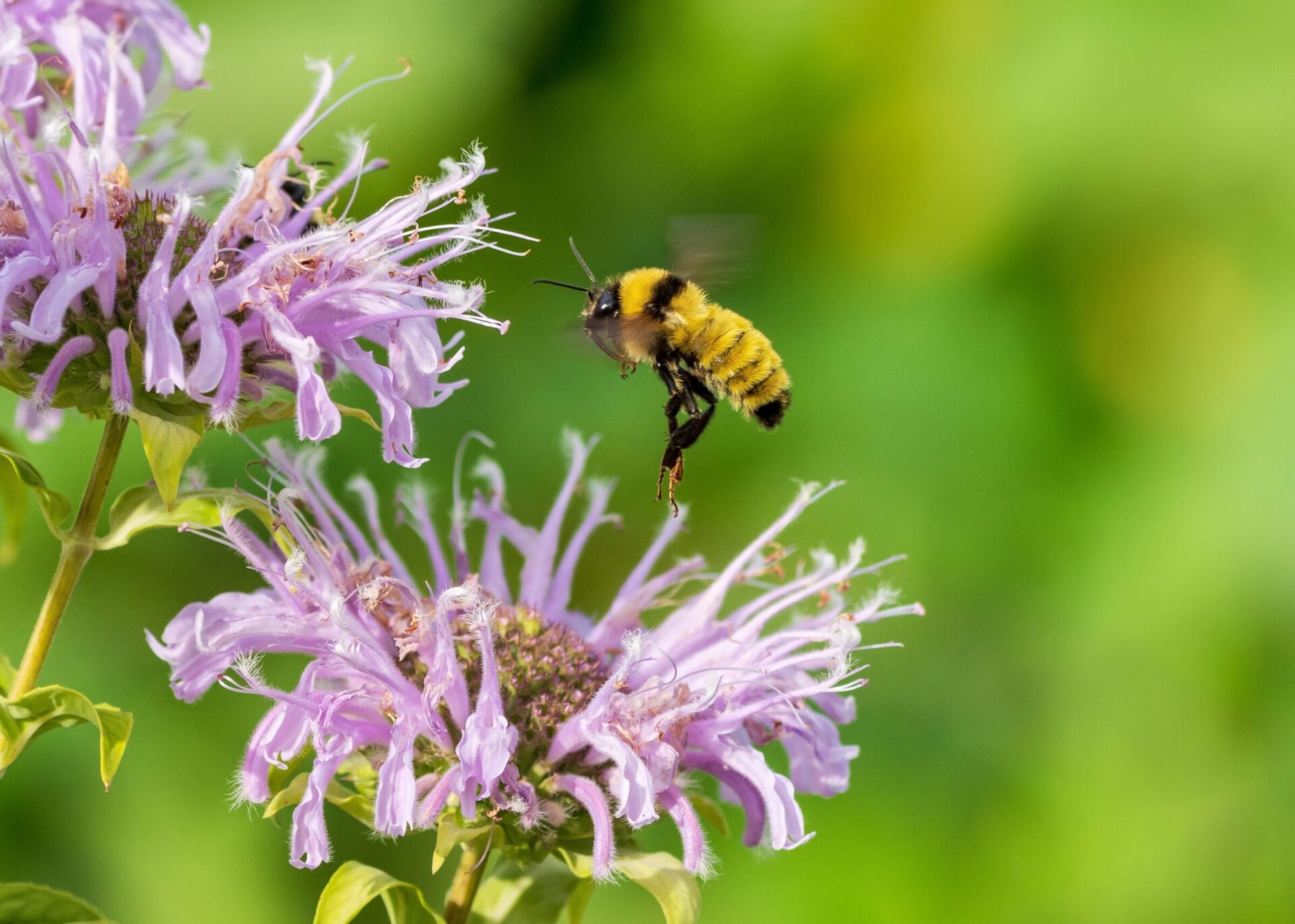 Bee flying near purple flowers