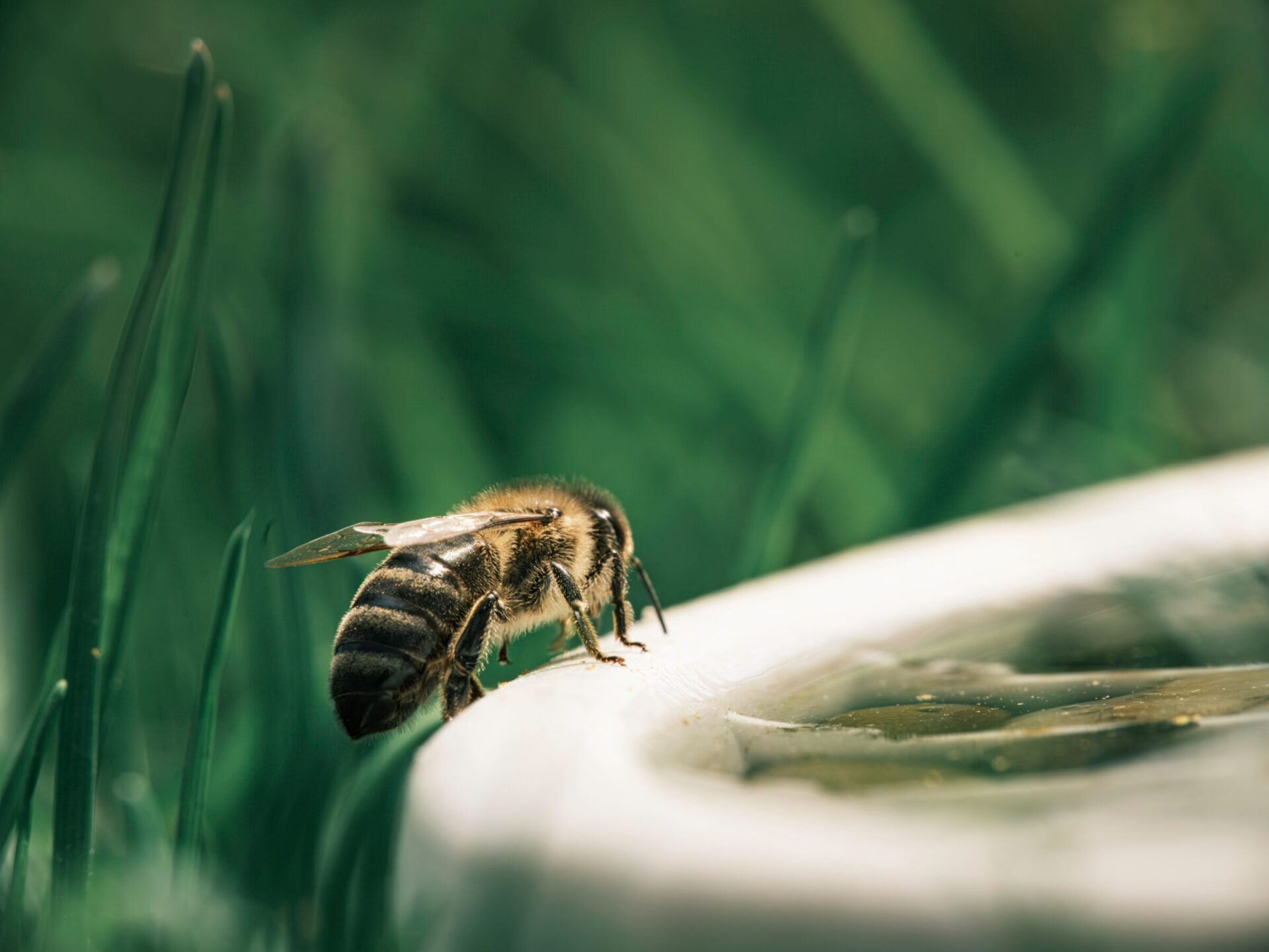 Bee standing on edge of water container.