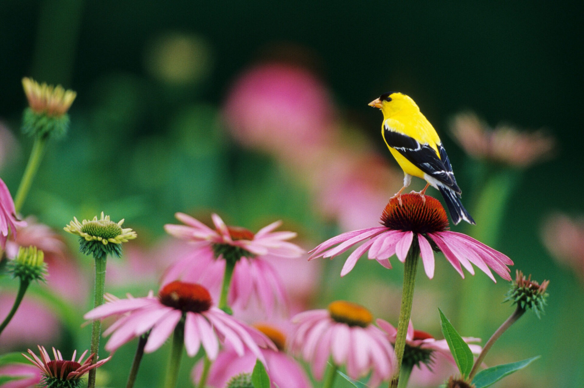 Yellow bird perched on pink flower