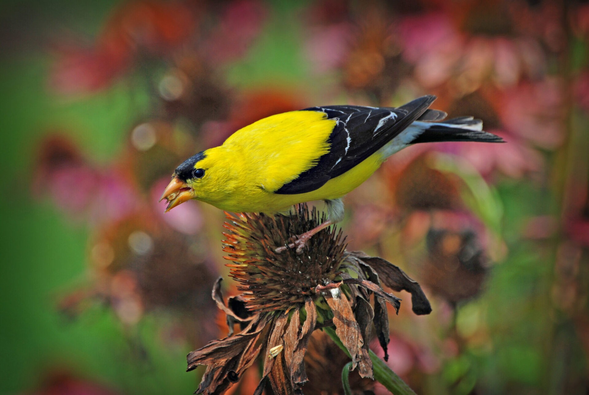 Yellow bird perched on a brown flower