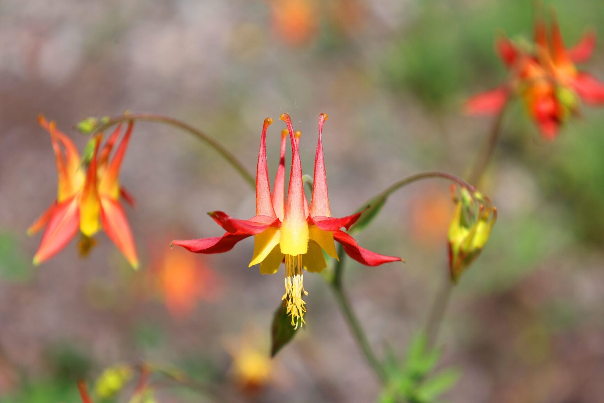 Close-up of colorful trumpet-shaped flower in bloom.