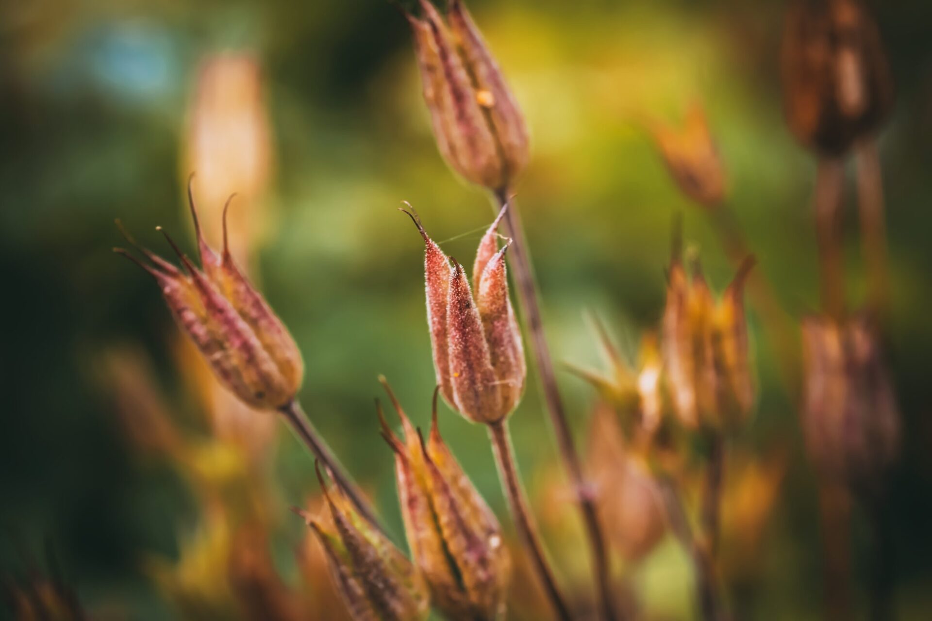Close-up of brown seed pods on blurred background.