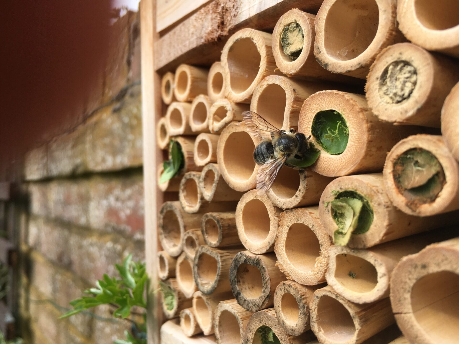 Bee on bamboo insect hotel wall structure