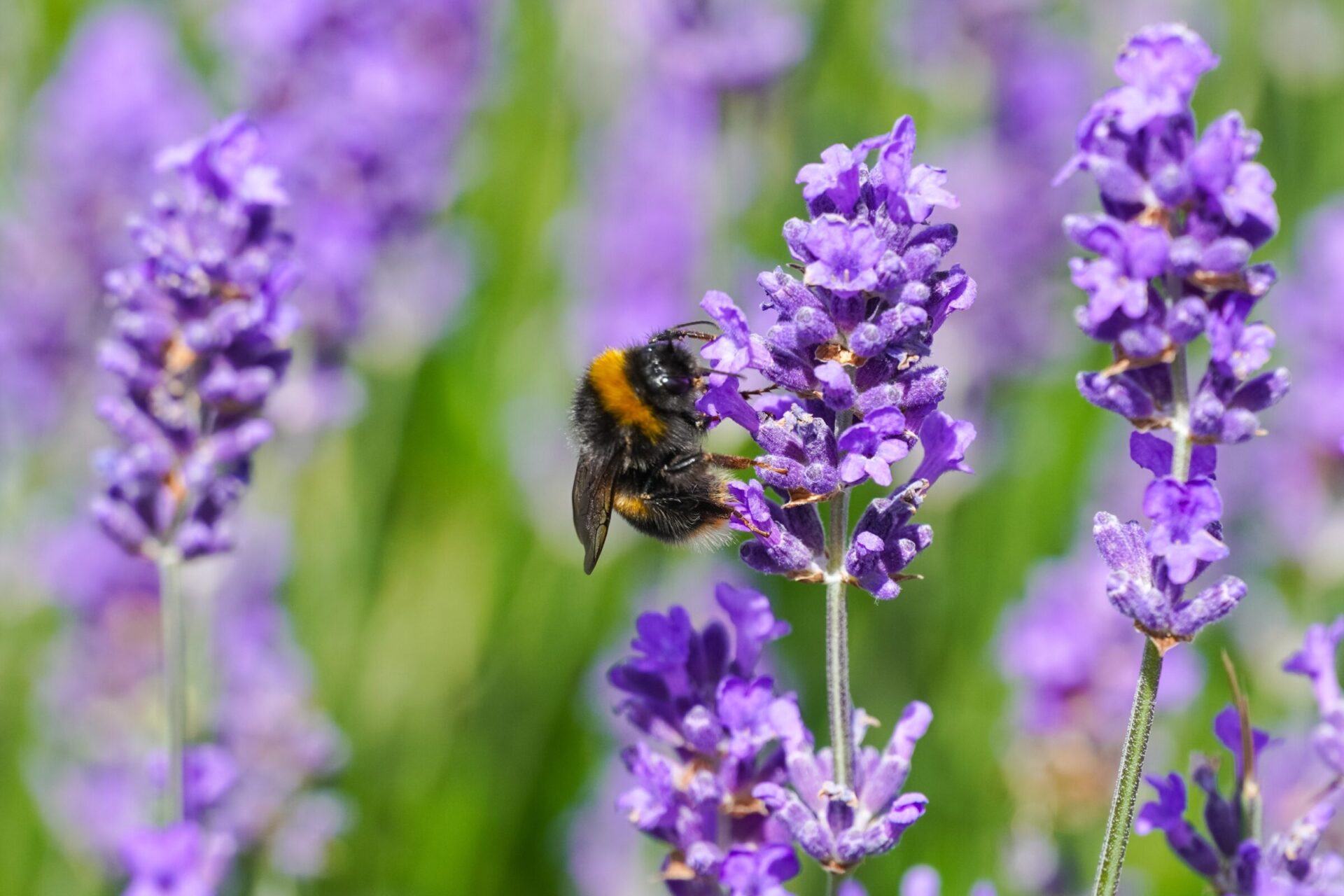 Bumblebee on purple lavender flowers in meadow.