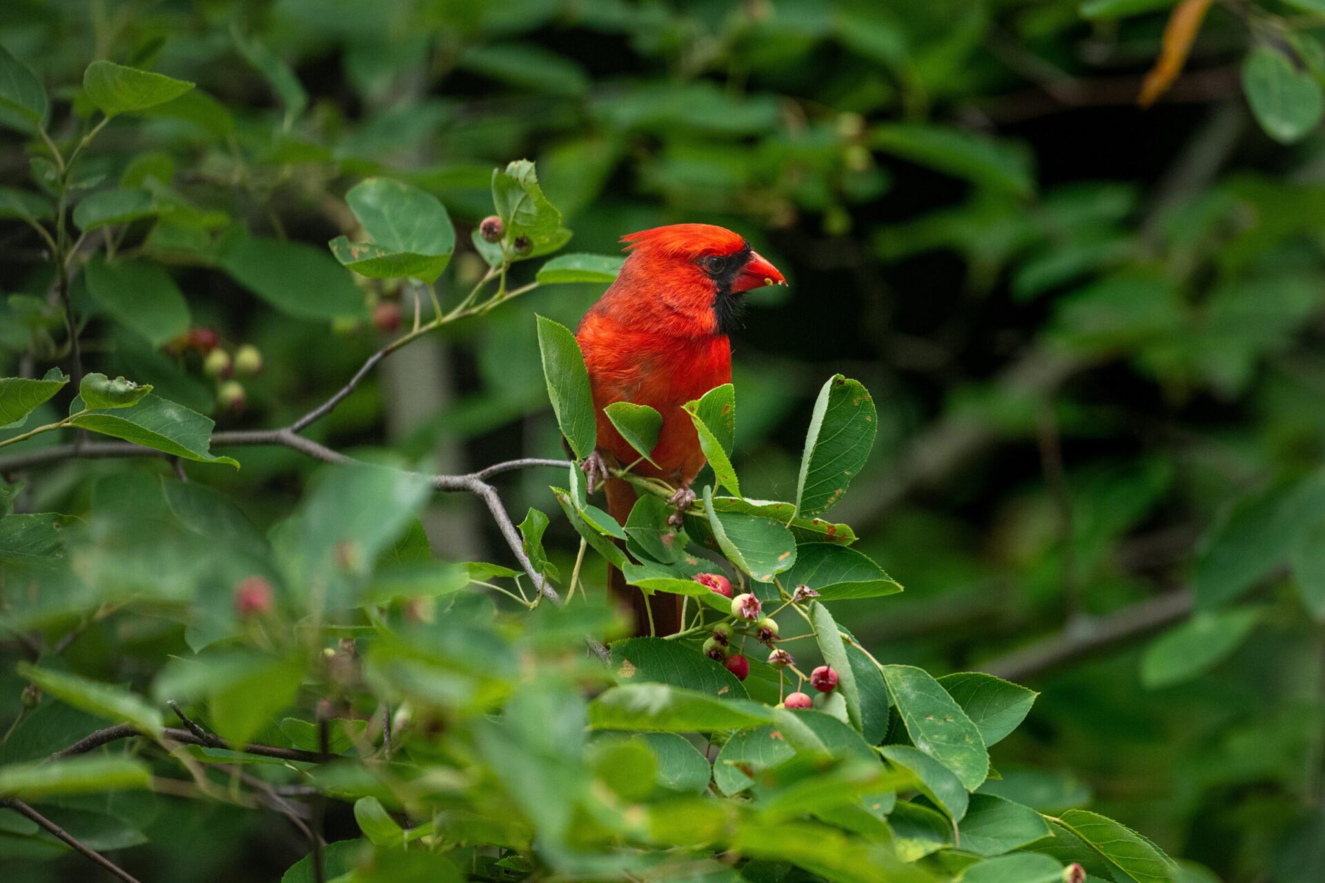 Vibrant red bird in lush green foliage.