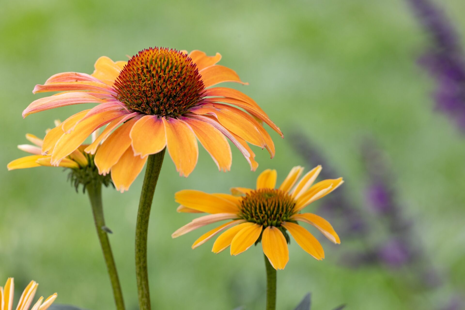 Close-up of orange coneflowers in a garden