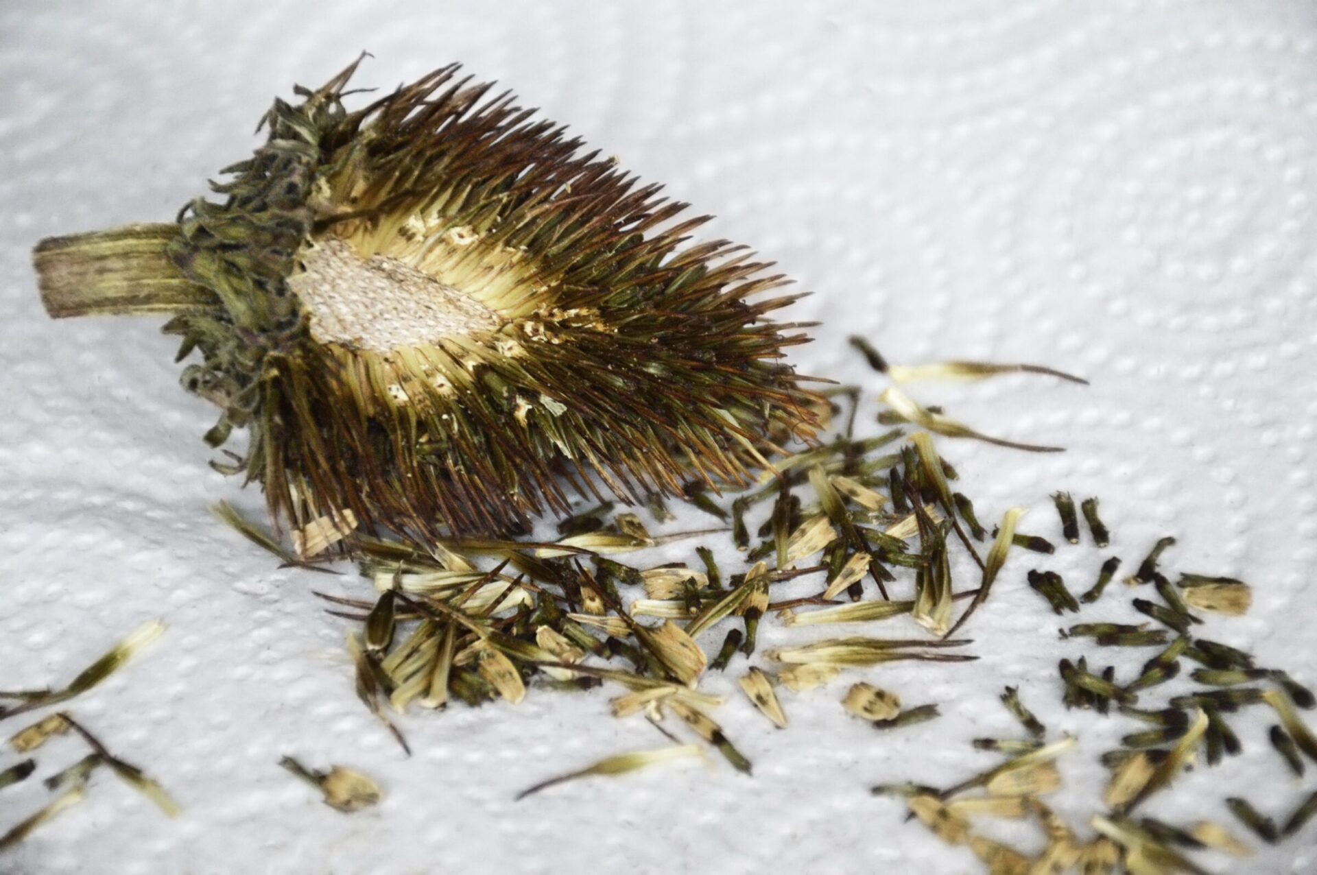 Sunflower seed head and scattered seeds on paper towel.