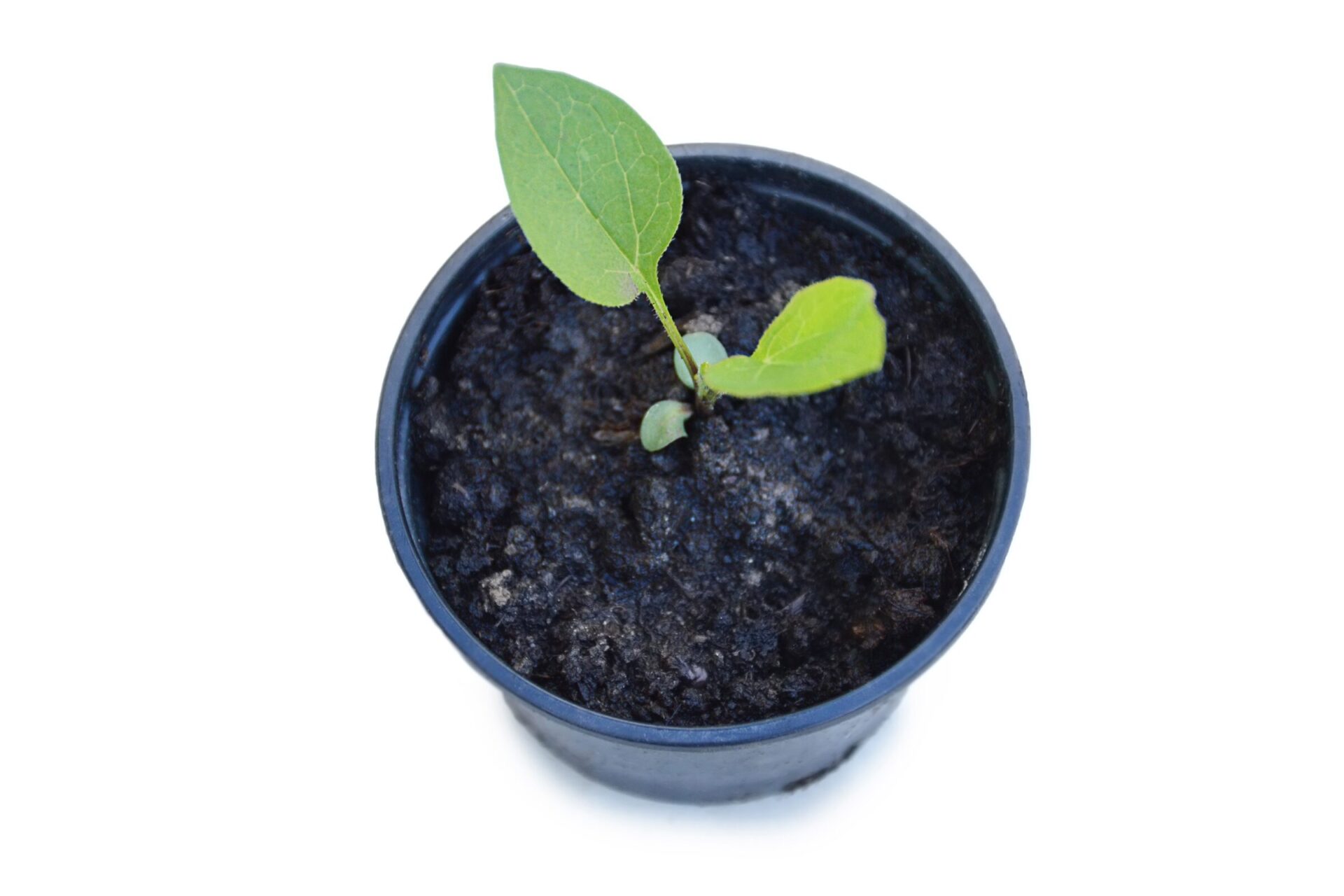 Young plant growing in soil-filled pot.