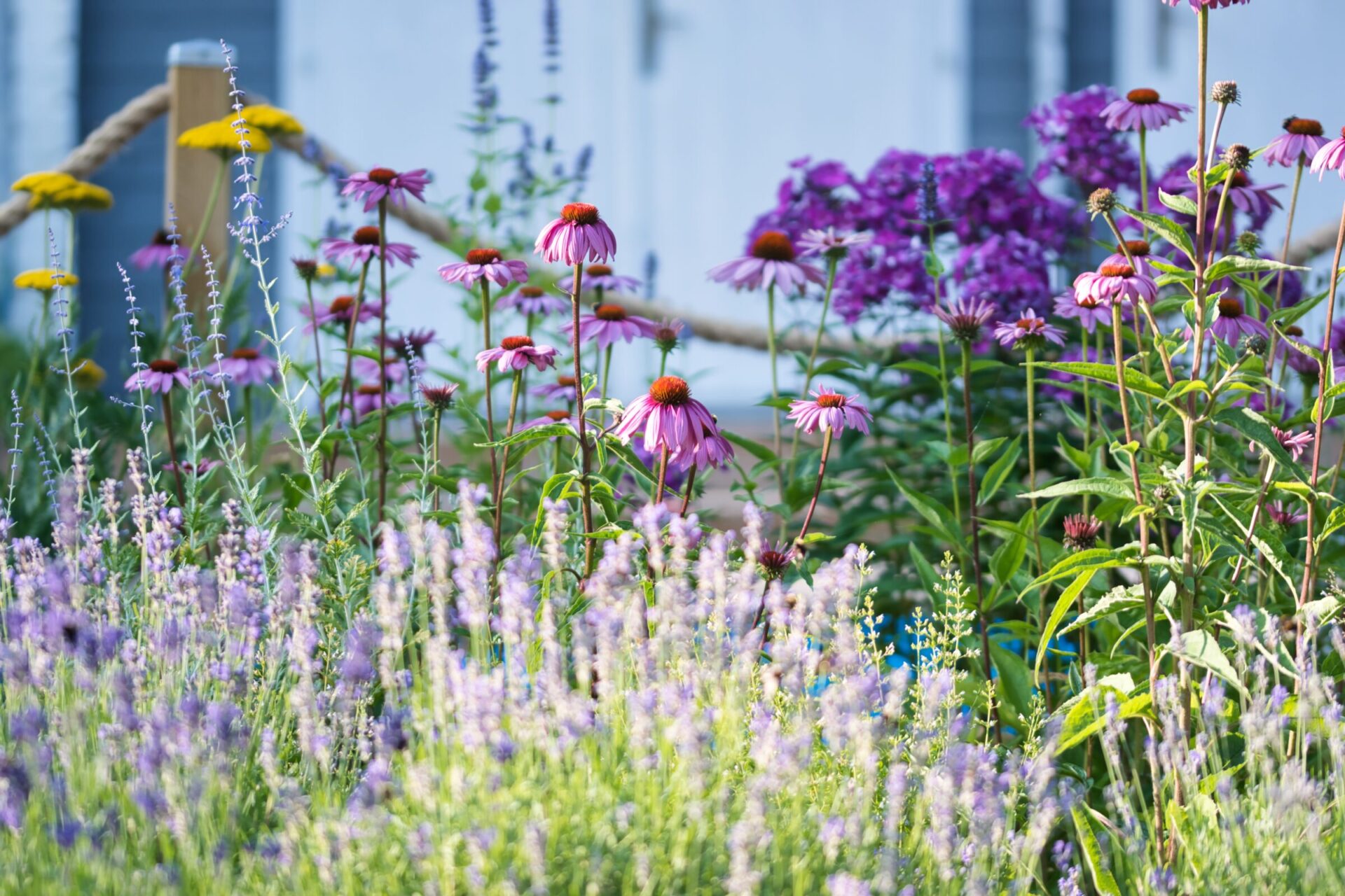 Colorful wildflowers in vibrant garden setting