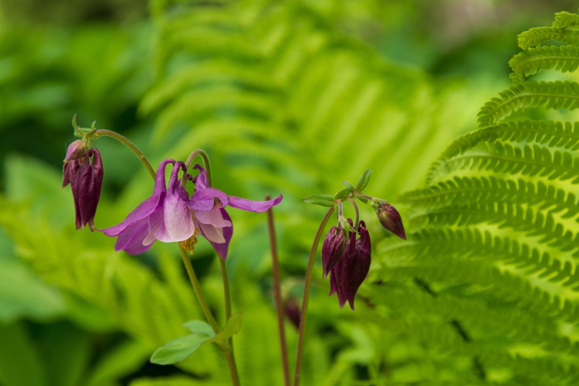 Purple flowers with green fern leaves background