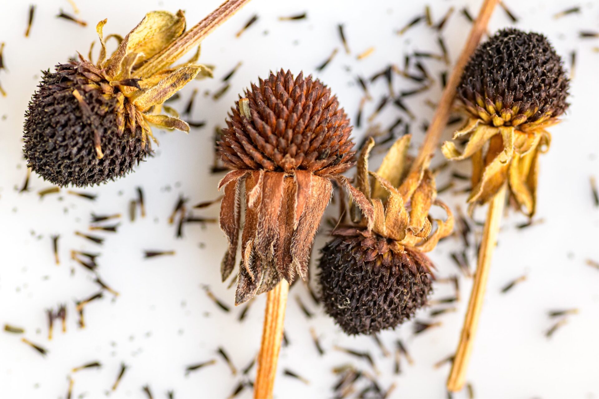 Close-up of dried coneflower heads and seeds