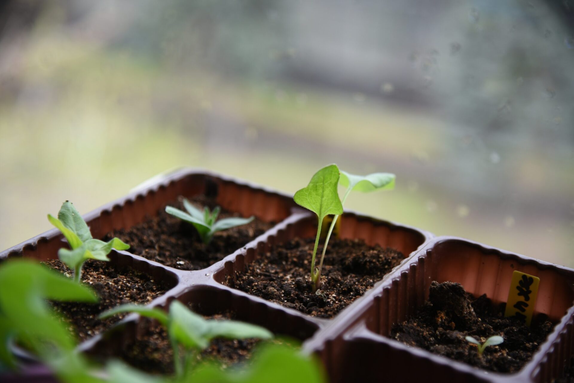 Young seedlings growing in soil pots indoors.
