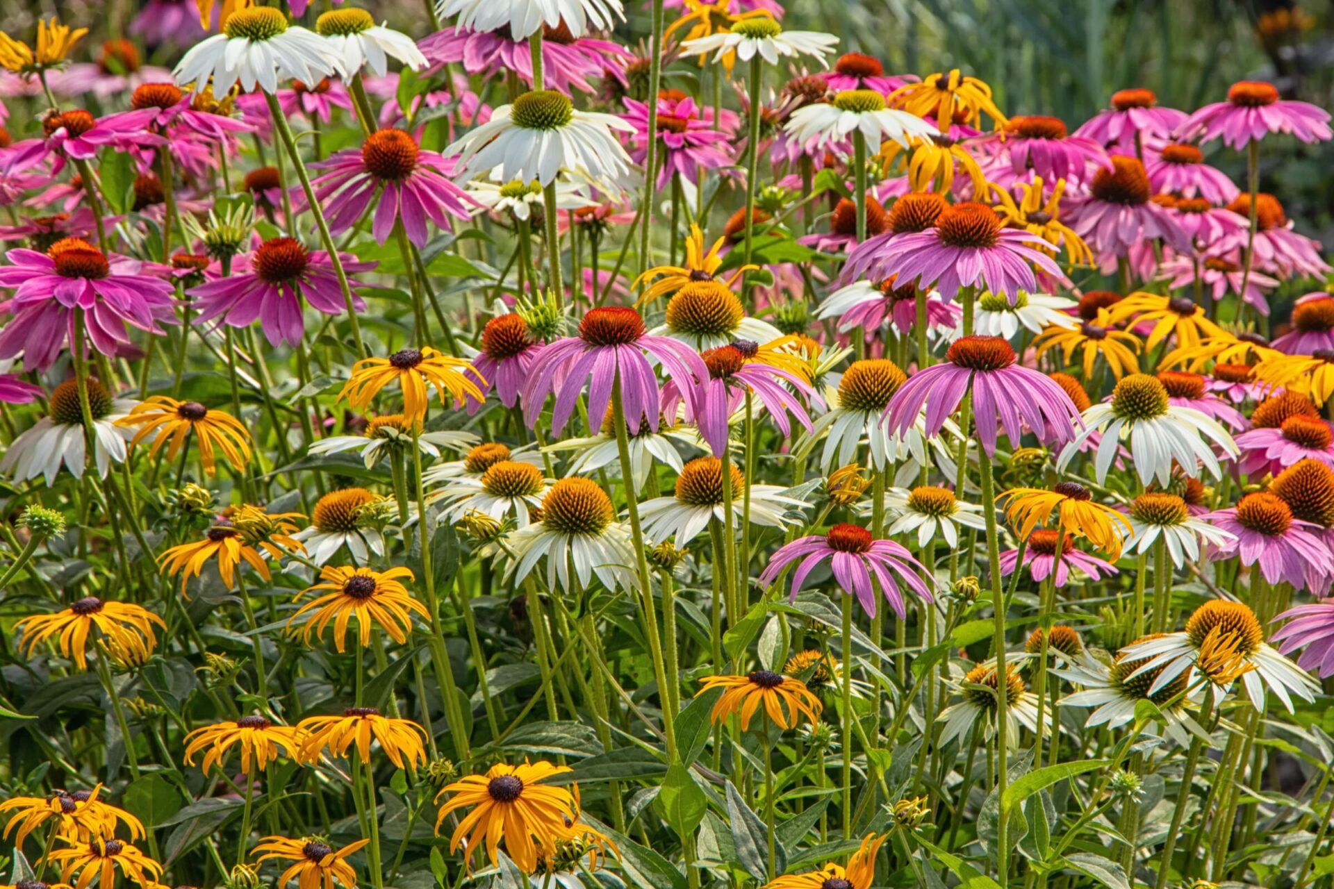 Echinaceas,And,Black,Eyed,Susans,In,The,Lucy,Maud,Montgomery