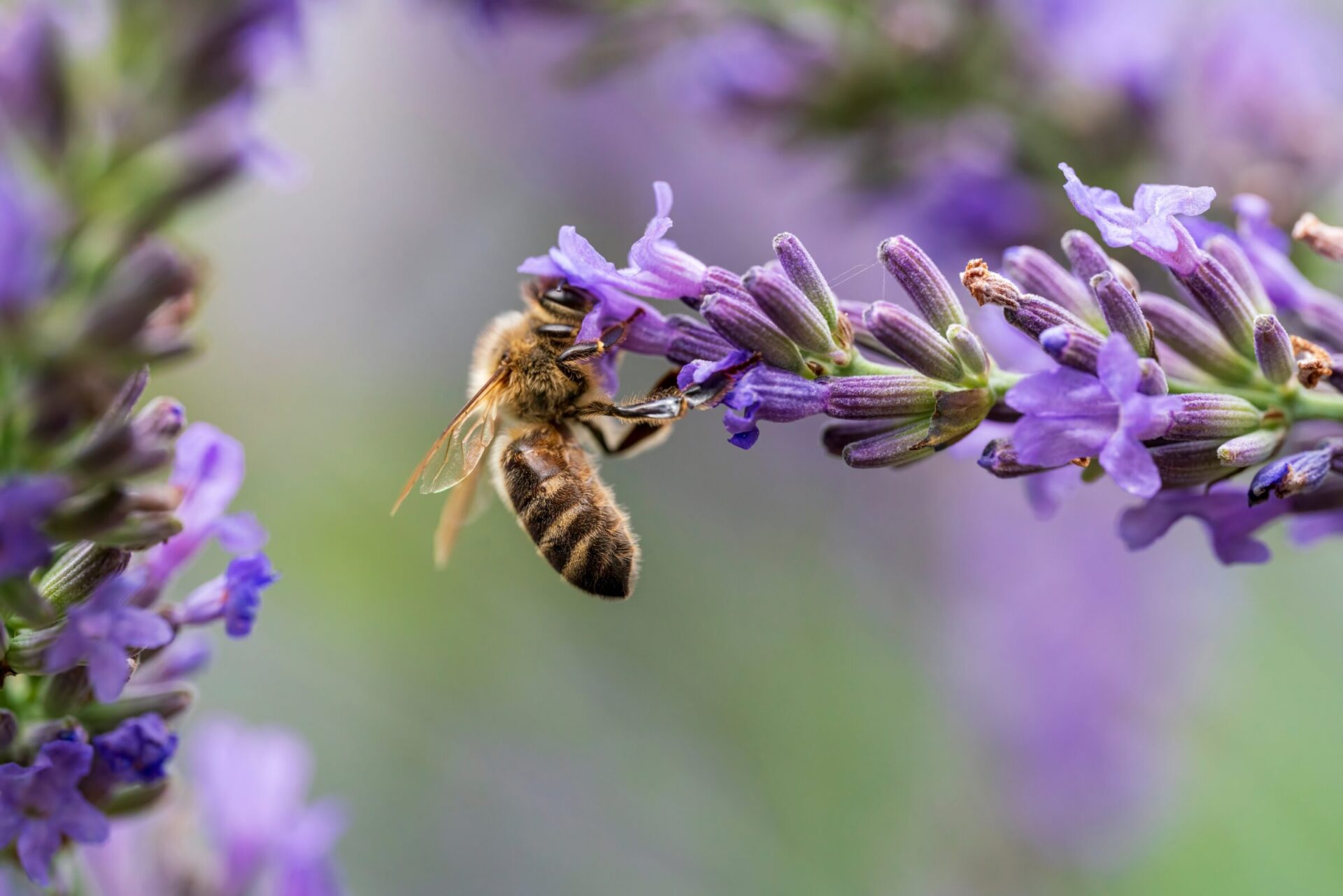 Honeybee on vibrant purple lavender flower