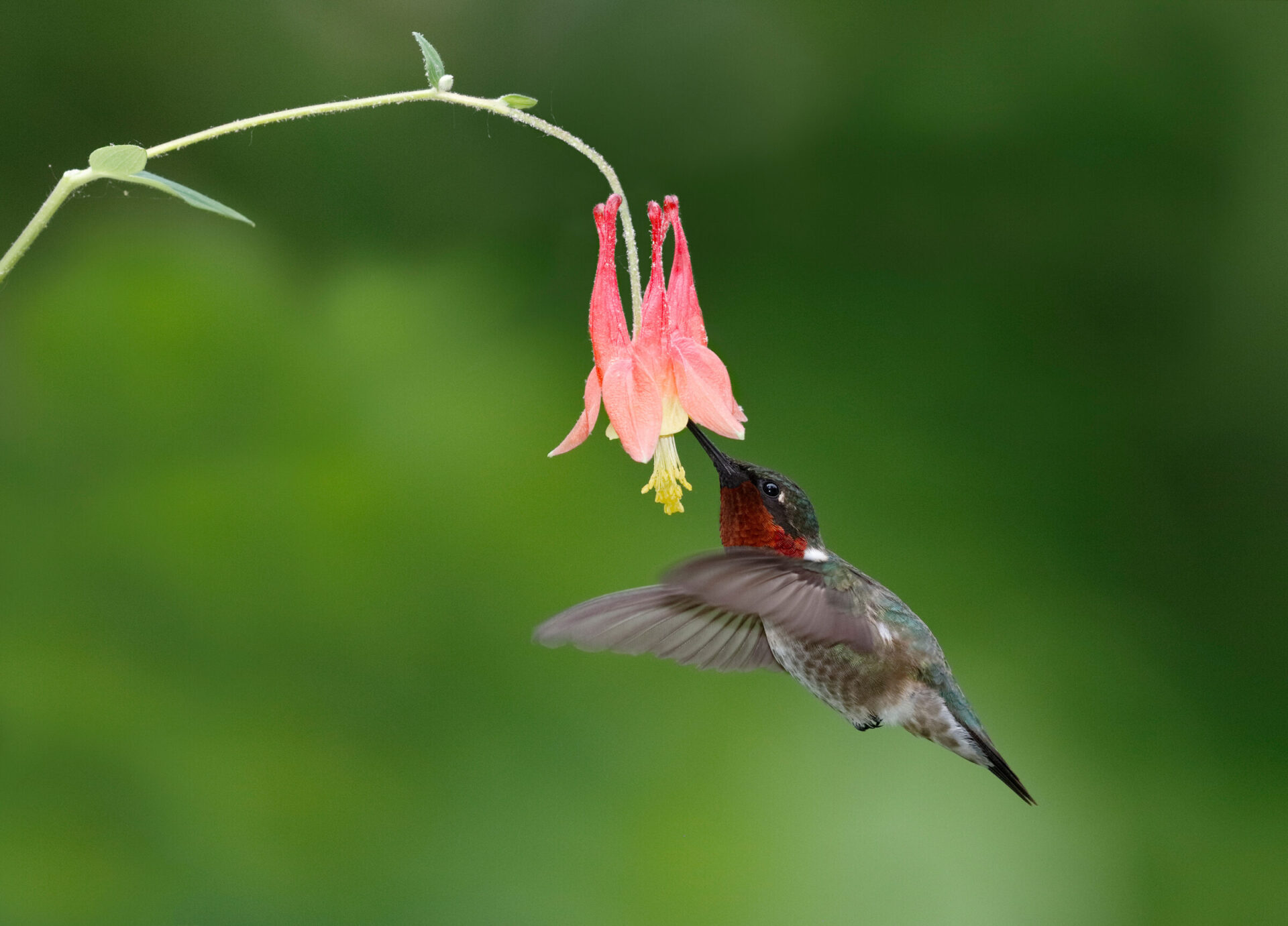 Hummingbird feeding on a pink flower