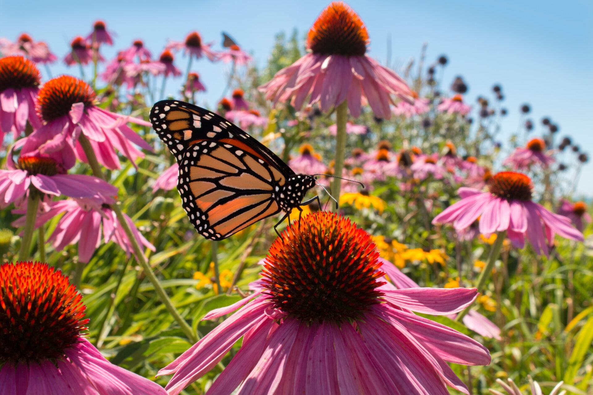 Monarch butterfly on purple coneflower in garden