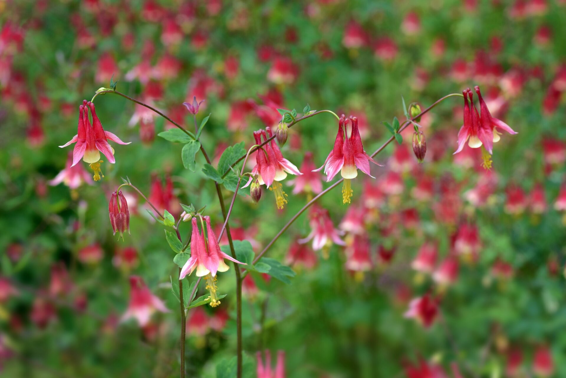 Red columbine flowers in a blooming garden
