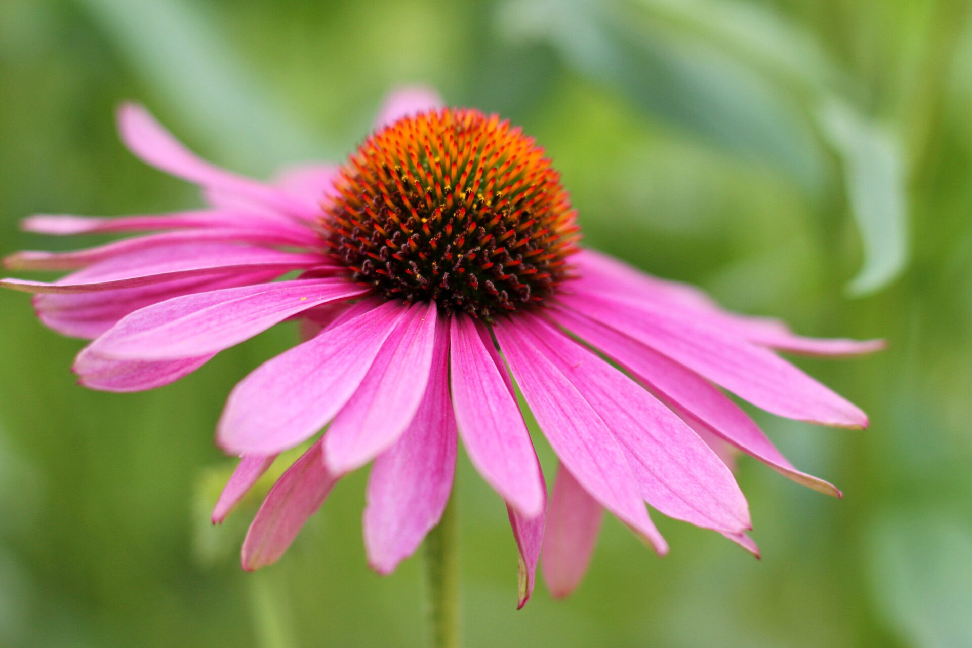 Close-up of pink coneflower in bloom