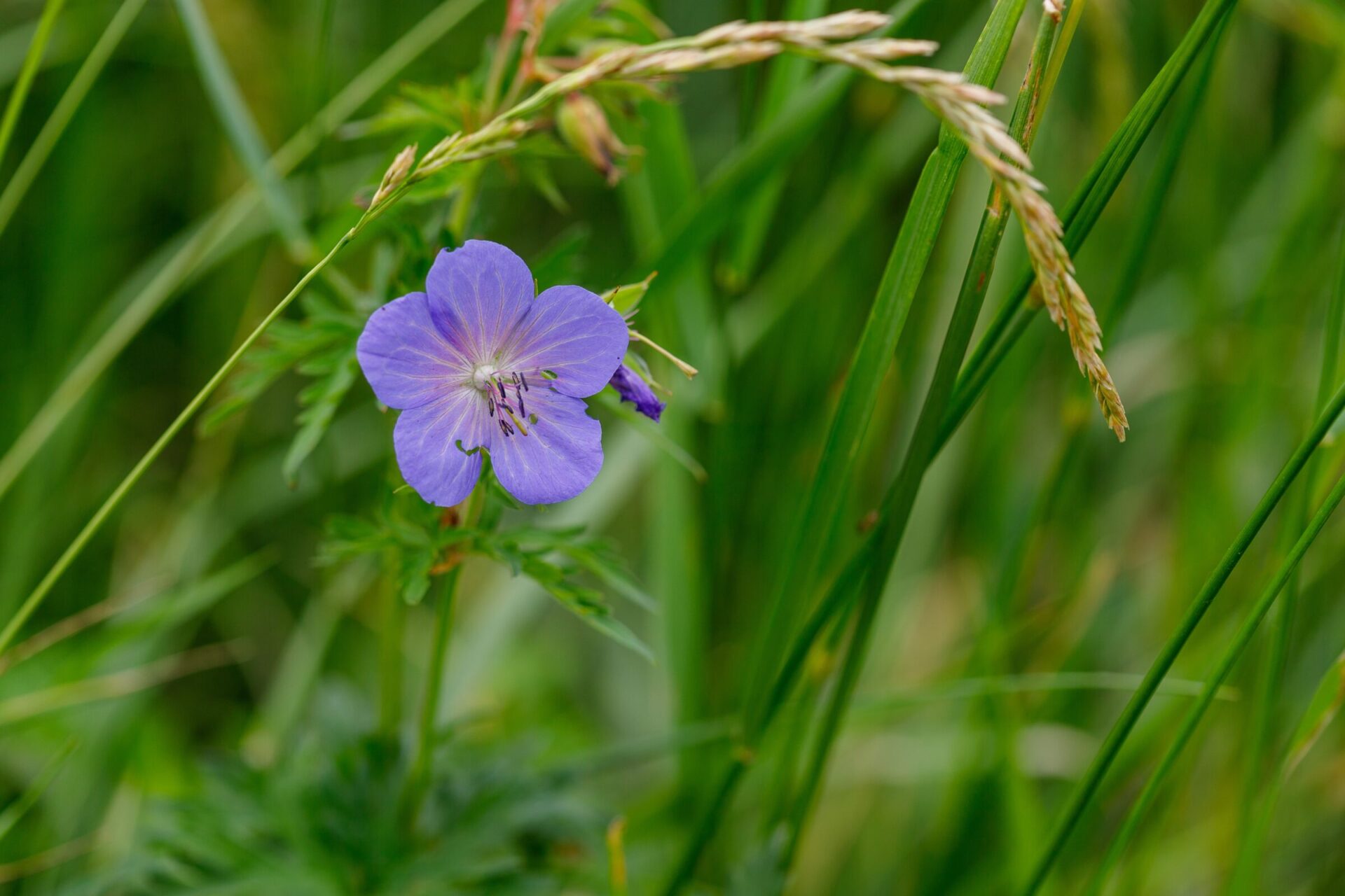 Purple wildflower amidst green grass