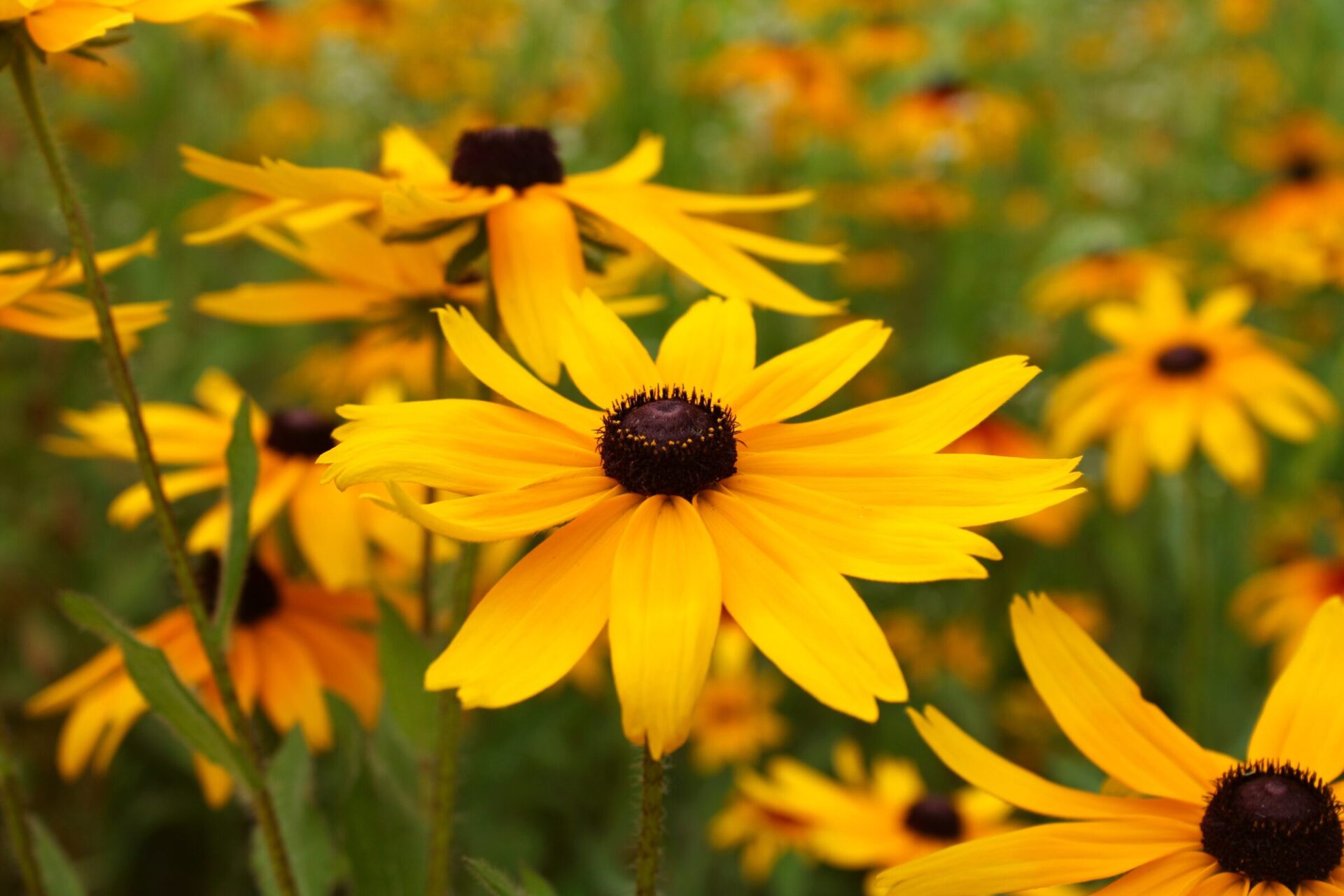 Bright yellow flowers in a field