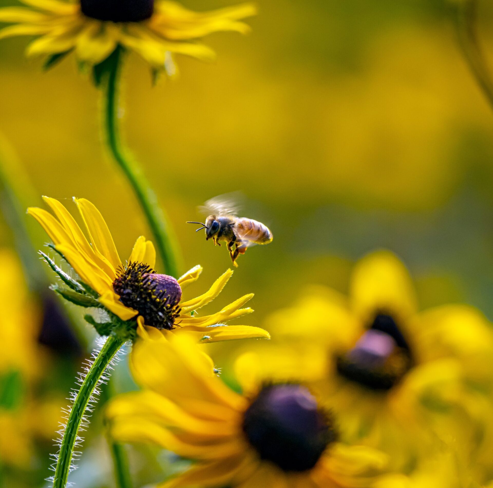 Bee hovering near yellow flowers in garden