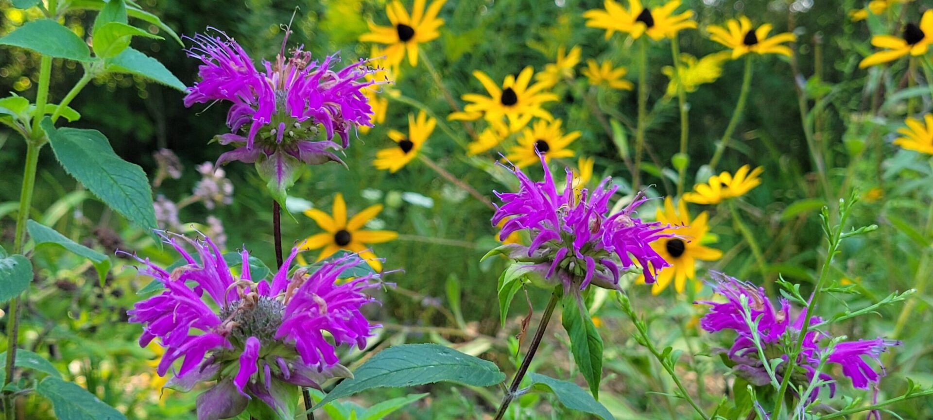 Purple and yellow wildflowers blooming in garden.