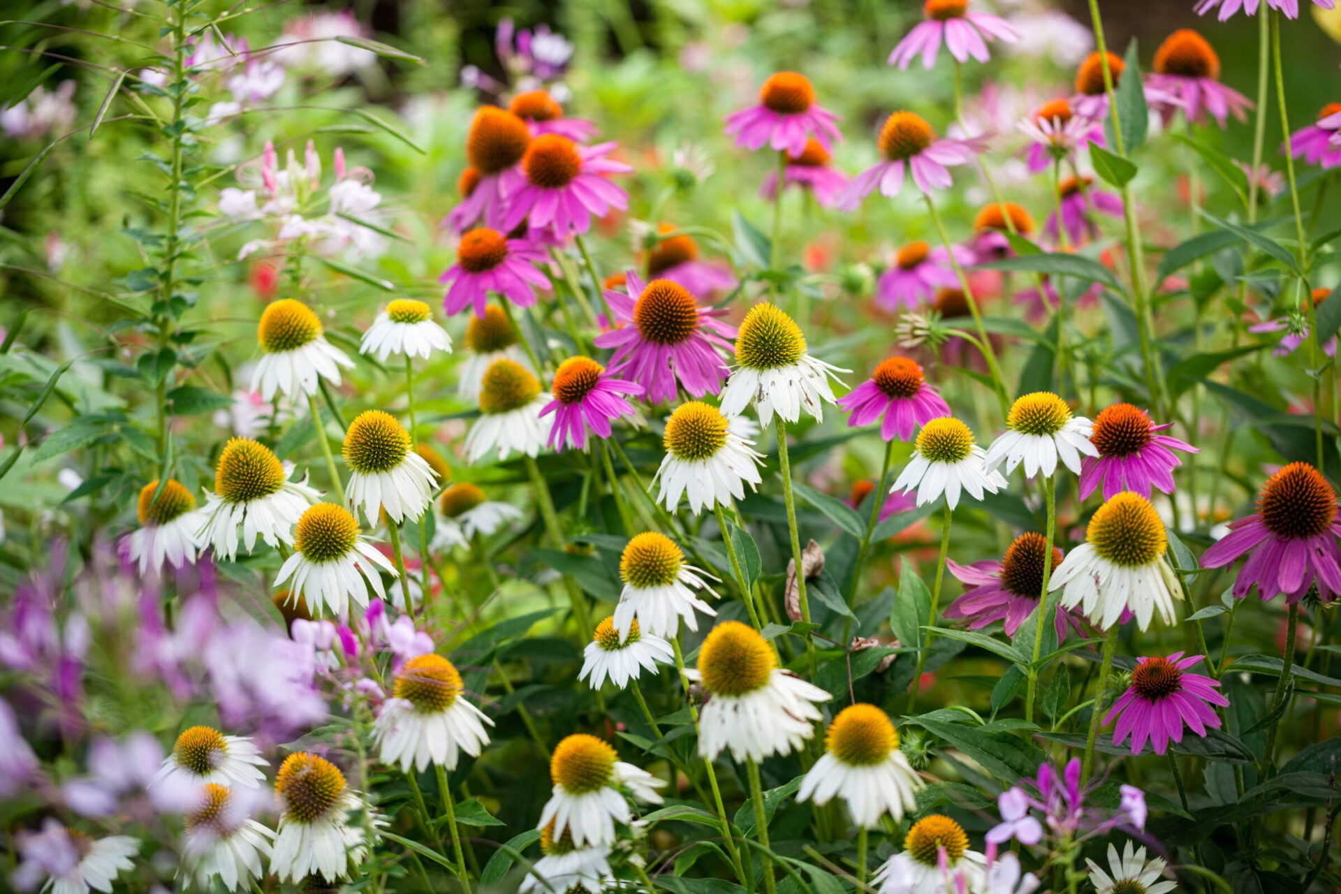 Colorful coneflowers blooming in garden