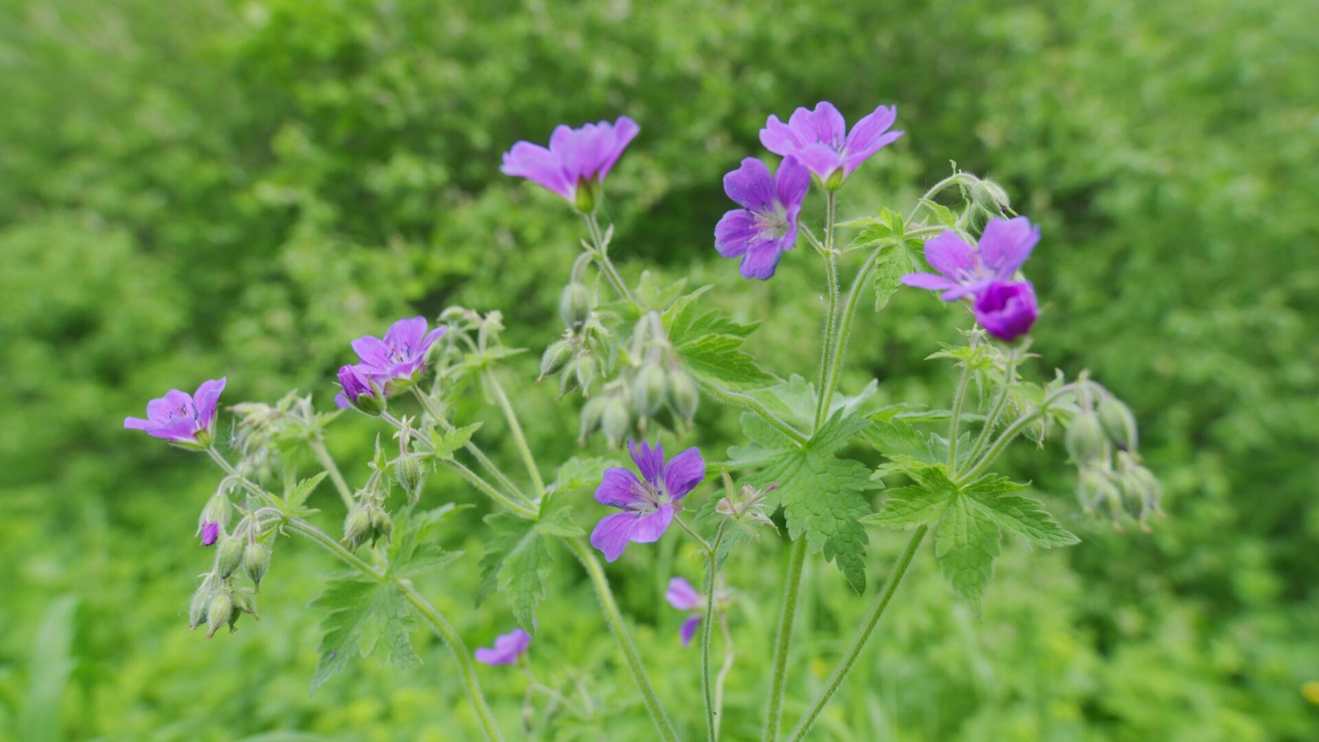 Purple wildflowers blooming in green meadow
