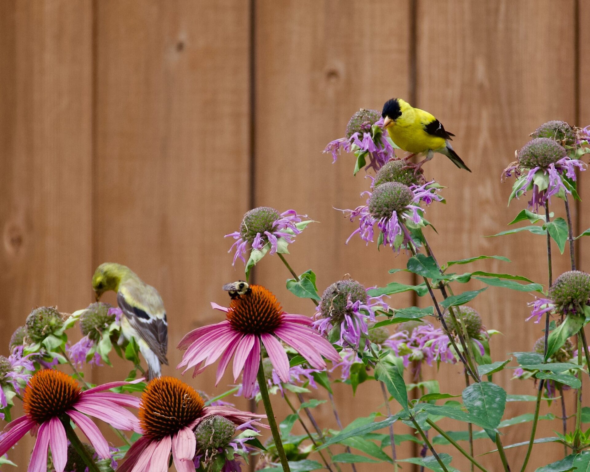 Goldfinches and bee on colorful garden flowers.