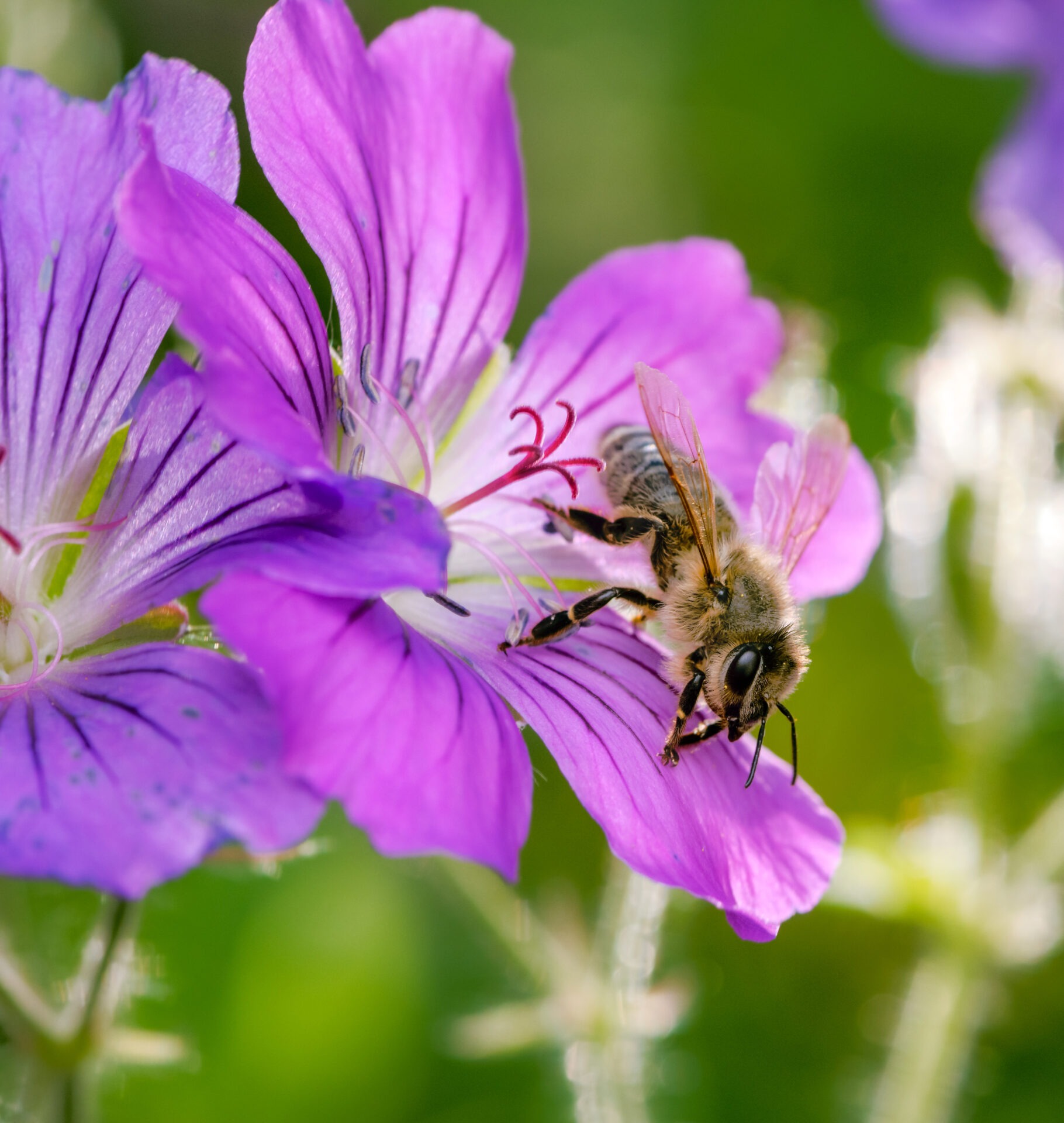 Bee pollinating vibrant purple flower in garden.