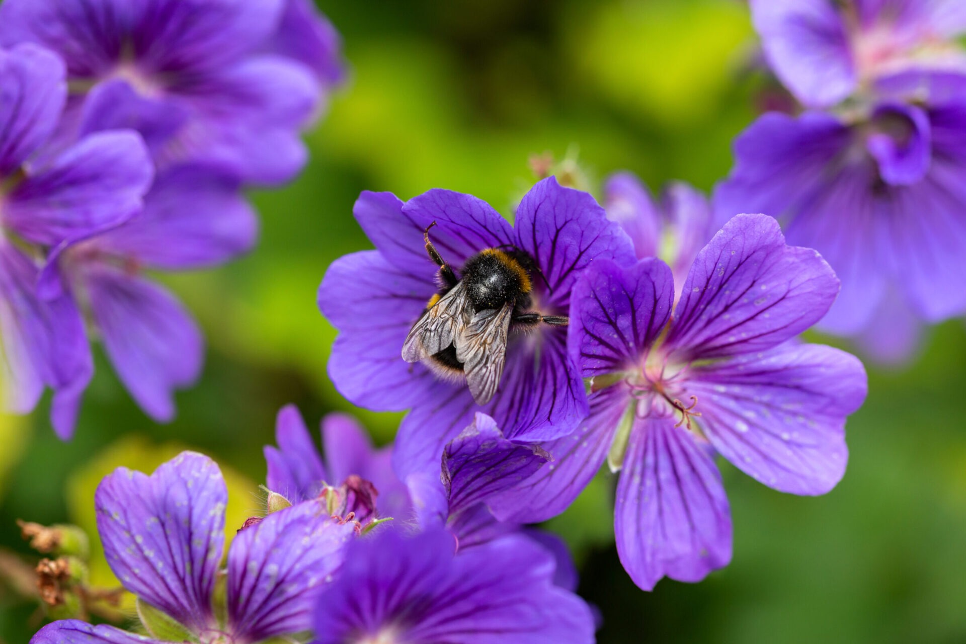 Bumblebee on vibrant purple flowers