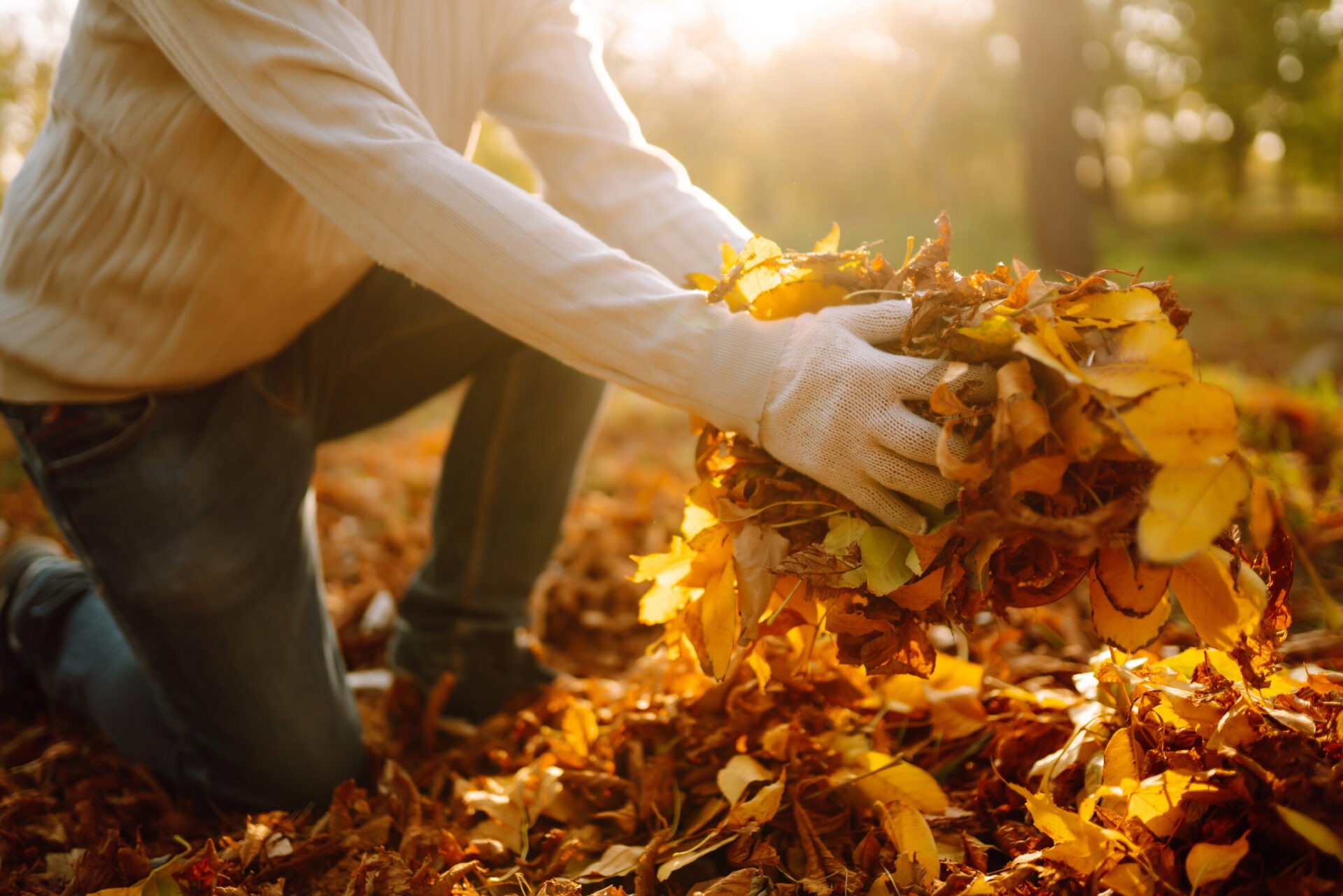 Person gathering autumn leaves in sunlight