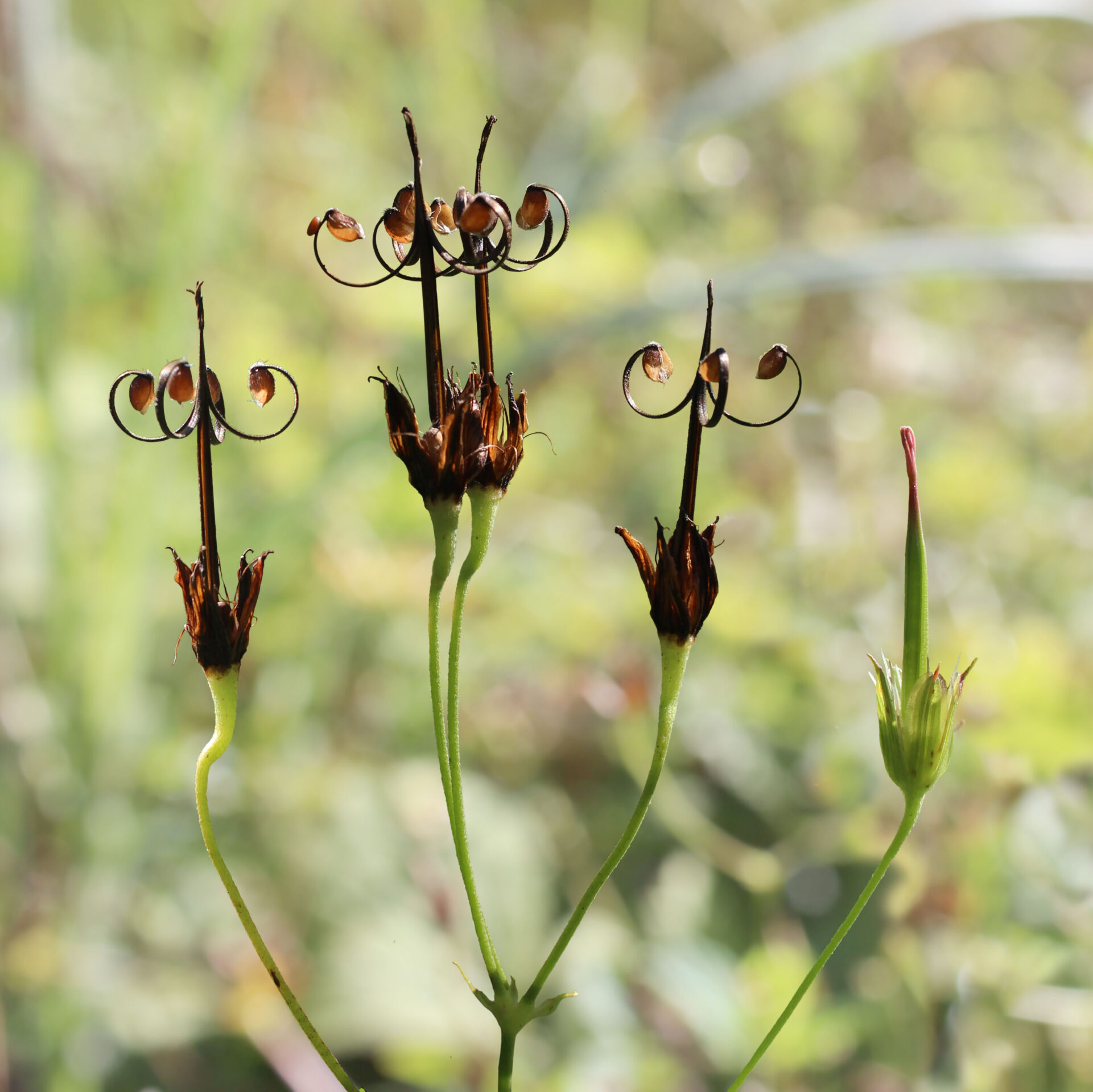 Close-up of unique flower seed pods in nature.